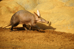 Aardvark