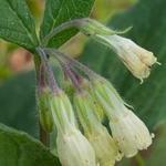 Tuberous Comfrey (Symphytum tuberosum)