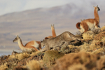 Puma Escacha at full stretch chasing Guanacos, Torres del Paine