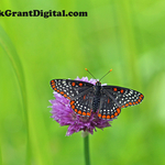 Baltimore Checkerspot Euphydryas phaeton