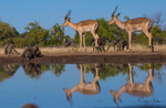 Impala Reflection 2