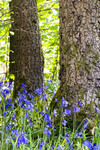 Tree - 8825