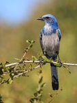 Florida Scrub-Jay portrait, Venice, Florida