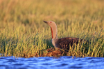 Red-throated Diver incubating egg on nest, Floi, Iceland