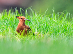 African Hoopoe portfolio
