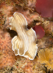 Prostheceraeus vittatus