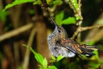 Little Hummingbird in the rain.