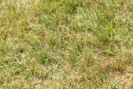 SBM_06788
