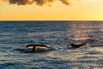 Whale Sunrise 4