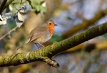Robin