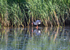 (Western) Purple Swamphen