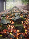 Wilsons Woods