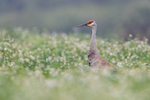 Sandhill Crane amongst flowering bushes, Harns Marsh, Florida