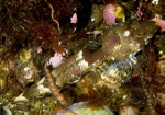 Callionymus reticulatus