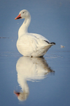 Snow Goose Reflection 2