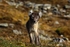 Arctic fox 7377
