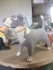 Bob the Dog