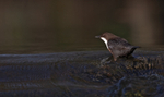 Dipper - Cinclus cincl...