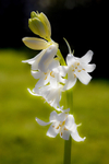 Bluebells-2571-S