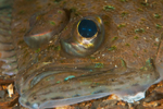 Lepidorhombus whiffiagonis