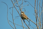 Lesser Whitethroat