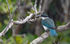 Collared Kingfisher