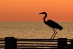 Great Blue Heron on pier, Fort De Soto, Florida