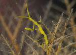 Pseudoprotella phasma