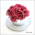 Stonecrop