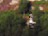 Osprey in flight at Rothiemurchus