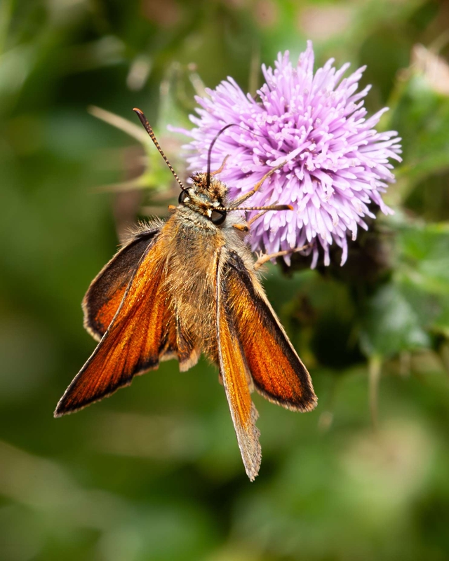 Small Skipper - Dee Estuary