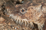 Agonus cataphractus