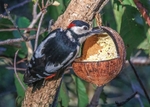 Great Spotted Woodpecker