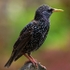 Starling (02)