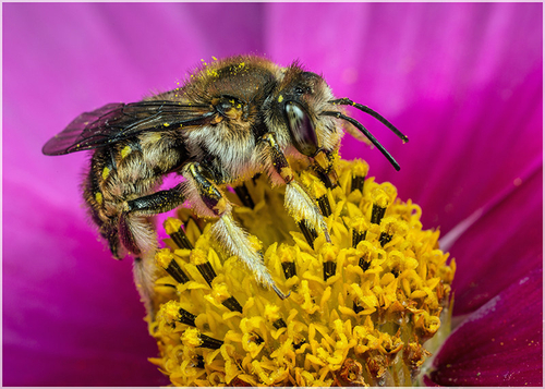 Anthidium -Wool-carder Bee