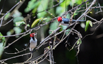 Red-Hooded Cardinal