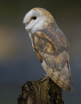 BARN OWL / REF BO 4