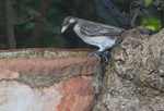 Greater Honeyguide, adult