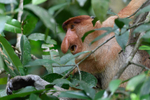 Probiscus monkey male