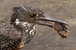 Giant kingfisher with crab
