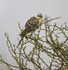 Great Spotted Cuckoo