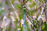 Male Southern hawker