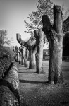 Bakewell Pollarded Trees