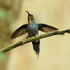 Green Hermit (female), wings spread, Costa Rica