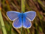 Common Blue