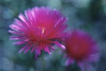 Lampranthus Spectabilis