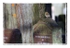 Chaffinch On A Headstone