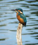 Kingfisher Portrait