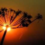 Cow Parsley Sunset