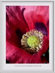 Papaver somniferum1